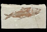 Cretaceous Fossil Fish (Nematonotus) - Lebanon #70323-1